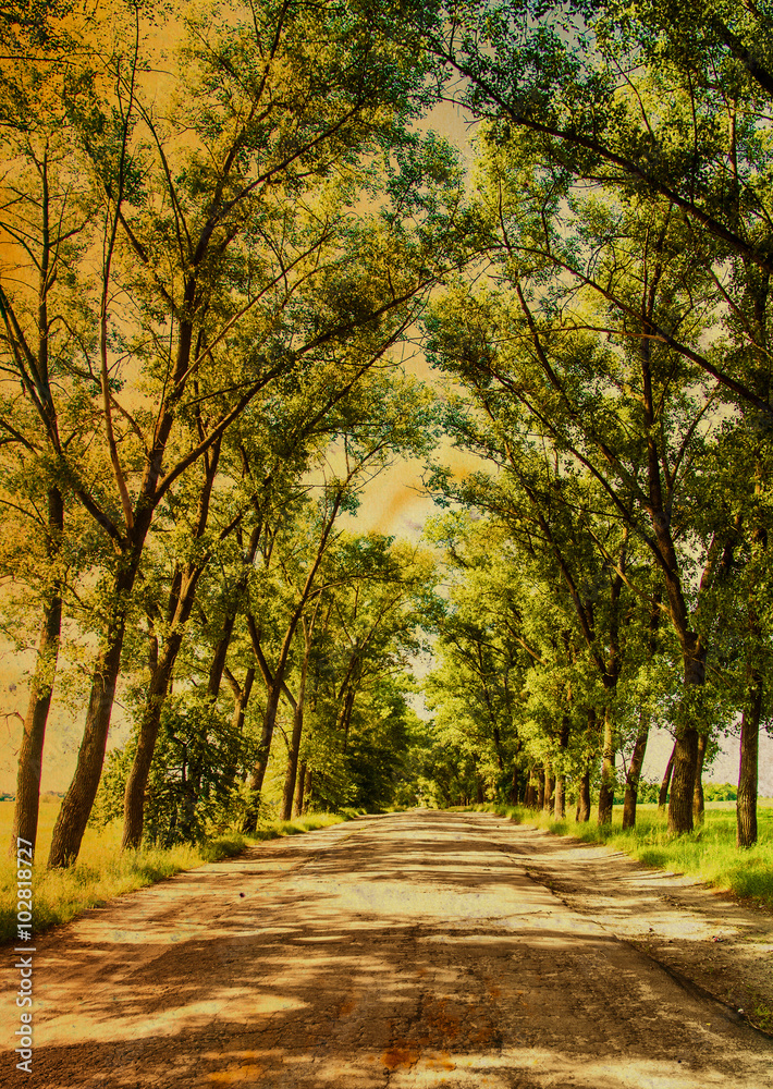 Asphalt road in the deciduous forest.