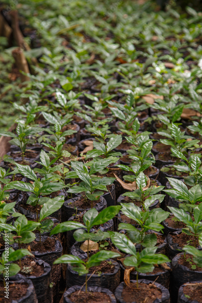 small coffee plants, nursery from Nicaragua small coffee plants, nursery from Nicaragua