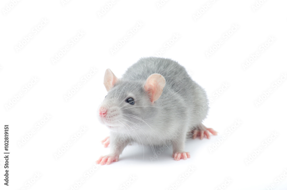 rat