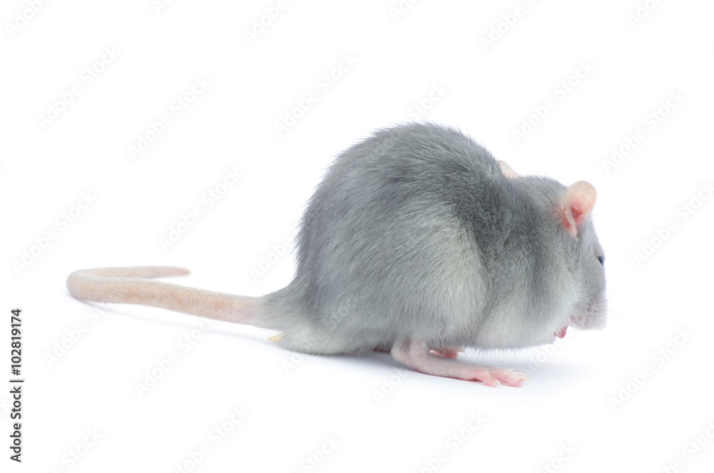 rat rat