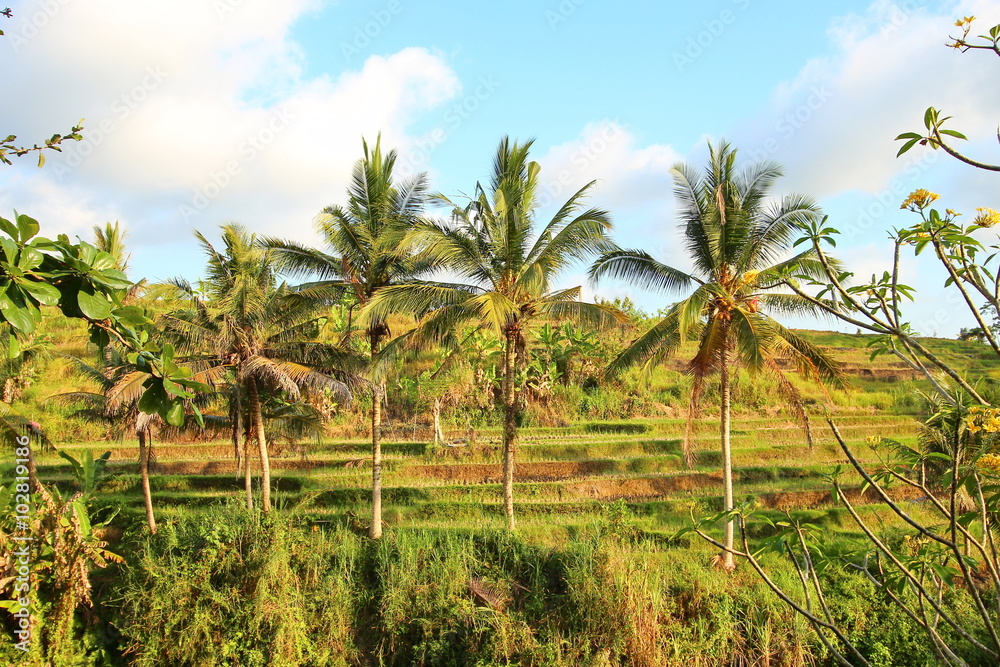 Rice terraces in Bali, Indonesia