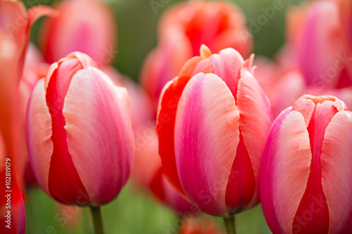 Beautiful bouquet of colorf...