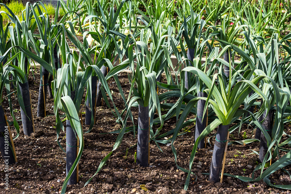 Fototapeta premium Leek growing in the garden
