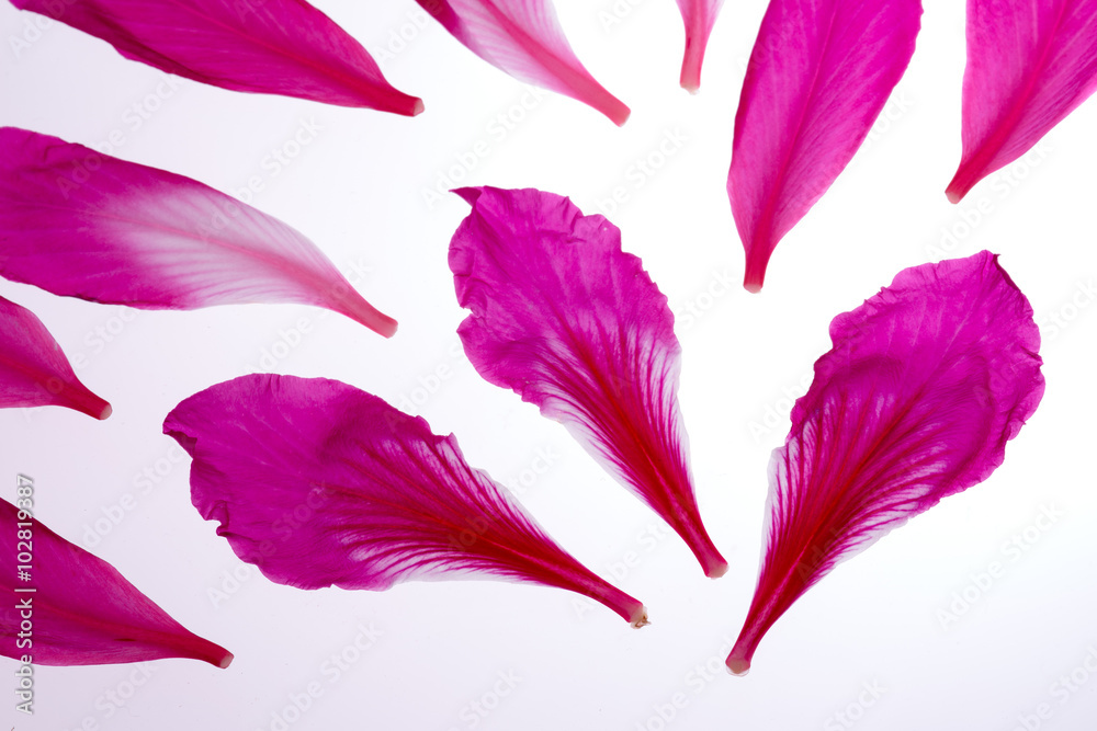 Pink petals of flowers on white background