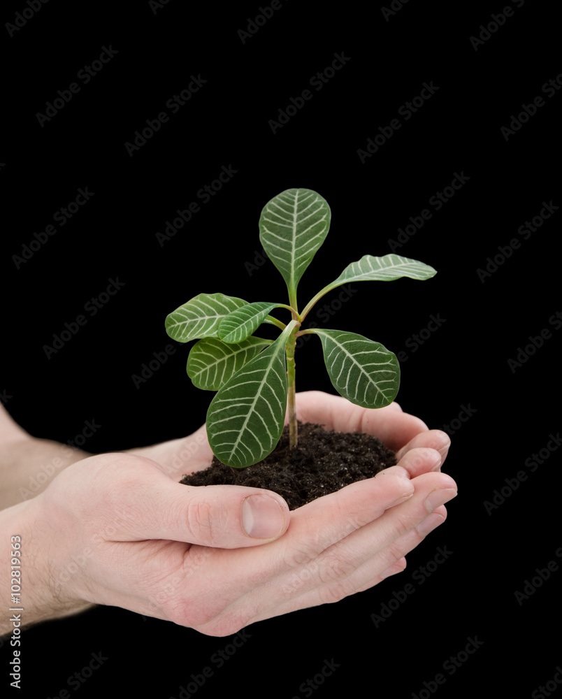 hands holding young plant. Ecology concept hands holding young plant. Ecology concept