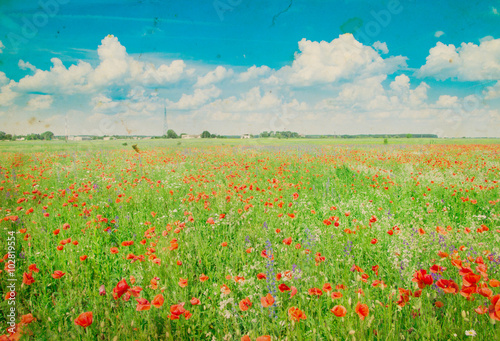 Field of bright red corn poppy flowers in summer