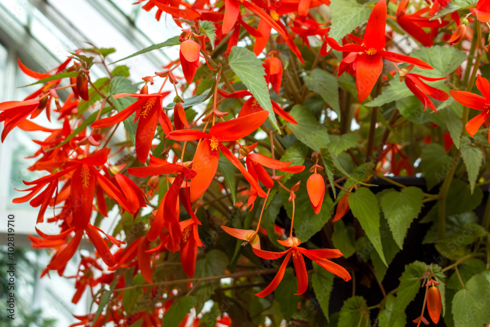 Red begonia blossom, close up
