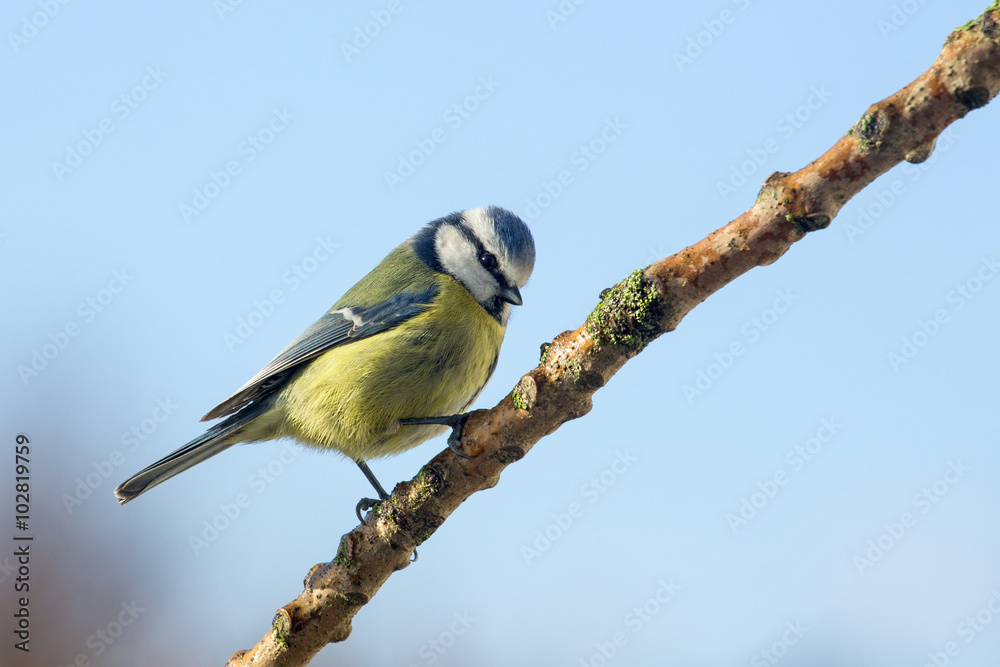 Obraz premium Blue Tit - Parus caeruleus - Garden Birds