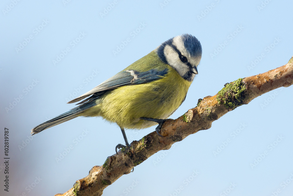 Fototapeta premium Blue Tit - Parus caeruleus - Garden Birds