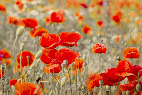 Field of bright red corn poppy flowers in summer