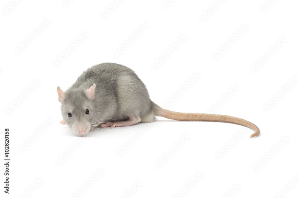 rat isolated on white rat isolated on white