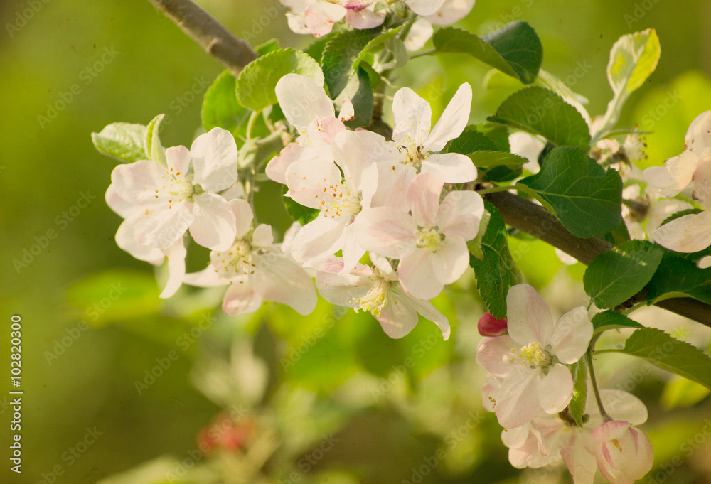  flowers in spring