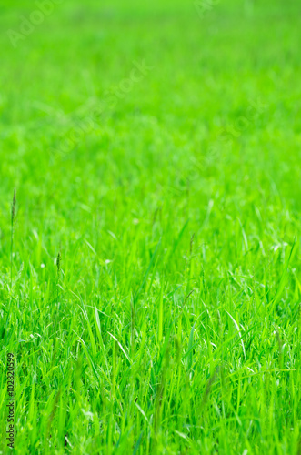 Green grass texture from a field