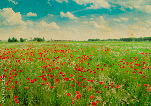 Field of bright red corn poppy flowers in summer