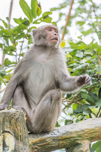 monkey(Macaque) © RomixImage