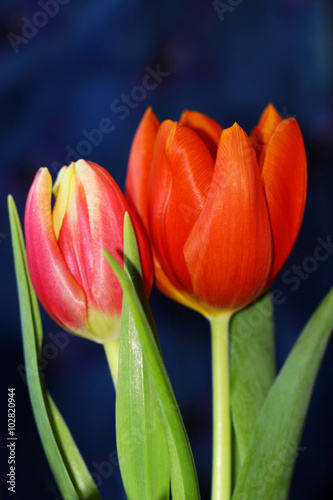 Macro photo of two tulips