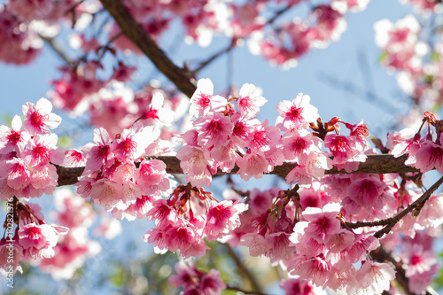 Spring Cherry blossoms, pink flowers.