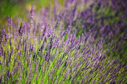 Lavender Flowers. Summer season. Close up. Background