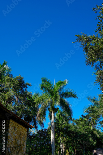 Great Palm Trees © esben468635