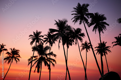 Fototapeta Naklejka Na Ścianę i Meble -  Silhouetted of coconut tree during sunrise
