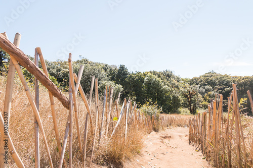 Kew mae pan nature trail at Doi Inthanon national park ,Chiangmai Thailand