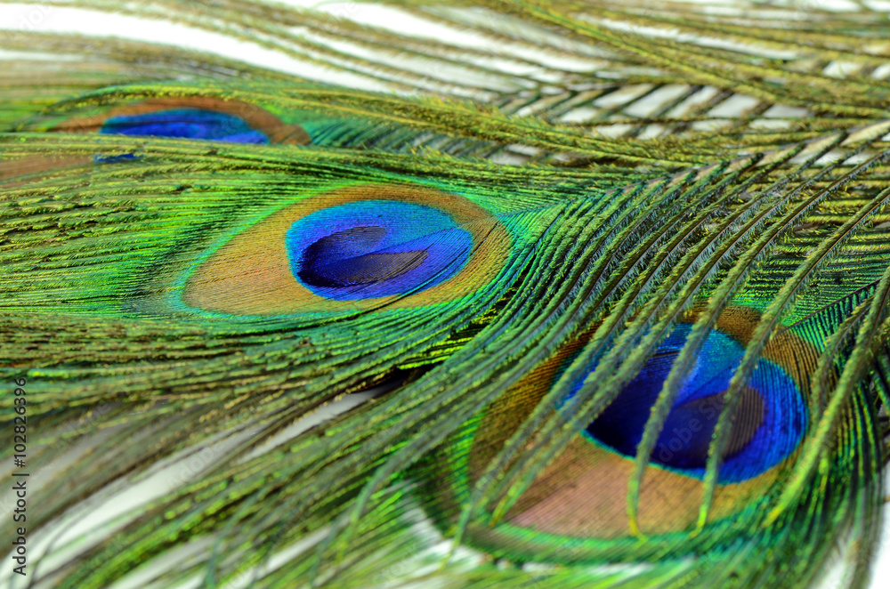 Obraz premium Peacock feather texture pattern and color in close-up.