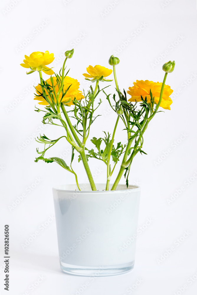 yellow ranunculus flowers in white pot