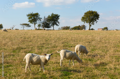 Fototapeta Naklejka Na Ścianę i Meble -  Blackdown Hills east Devon England UK countryside view with sheep grazing