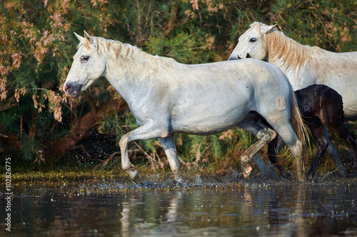 Camargue horses in the reserve