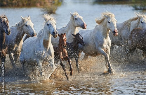 Fototapeta Naklejka Na Ścianę i Meble -  Herd of Camargue horses in the reserve