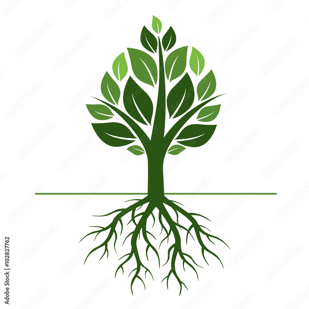 Naklejka premium Green Tree and Roots. Vector Illustration.