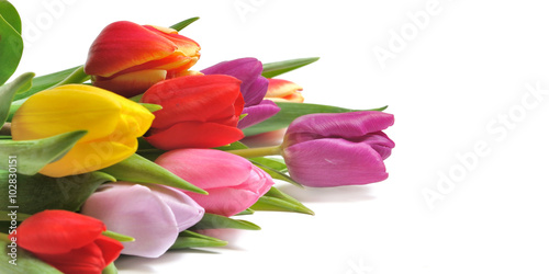 tulipes de diff  rentes couleurs sur fond blanc