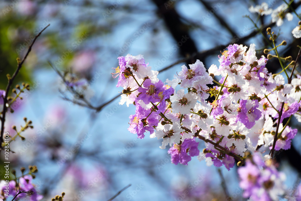 Beautiful flowers of peach tree in spring. Beautiful flowers of peach tree in spring.