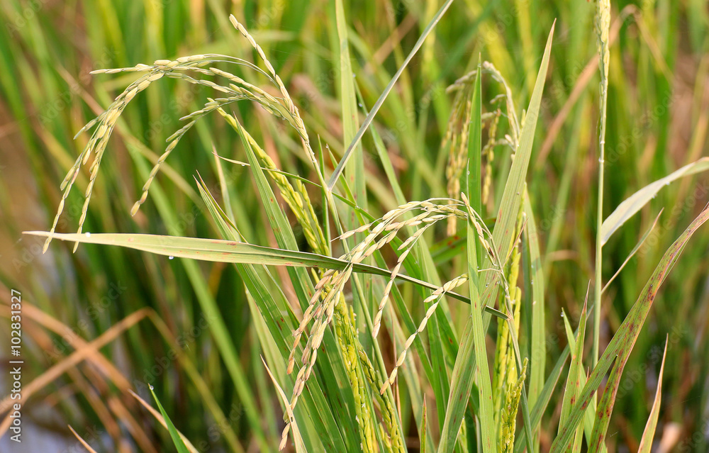 The rice fields in farmland The rice fields in farmland