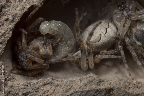 Avispa alfarera larva Sceliphron spirifex devora arañas paralizadas en su nido de barro