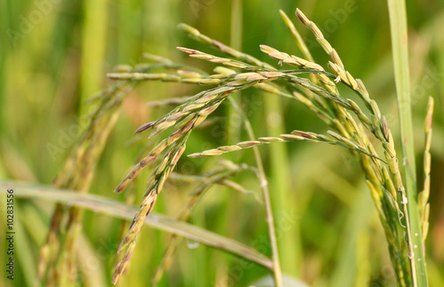 The rice fields in farmland 