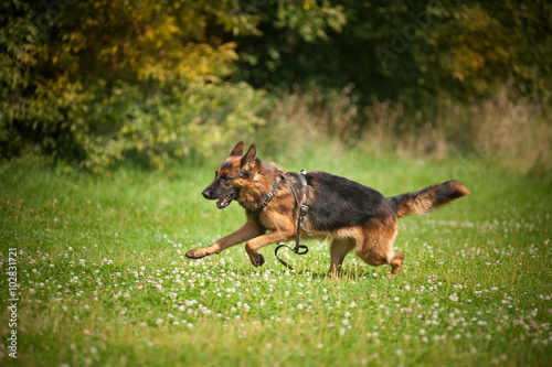 Running german shepherd dog © anya_titanya