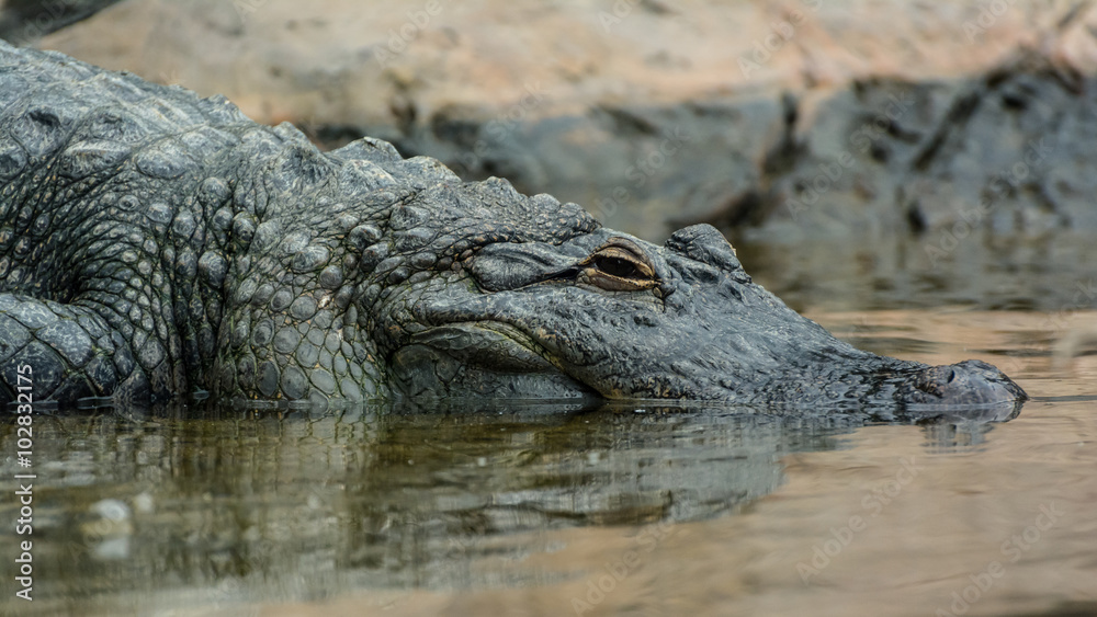 Obraz premium coccodrillo