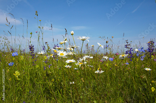 Wiesenblumen