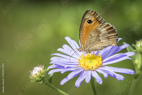 Papillon sur sa fleur  © badoune