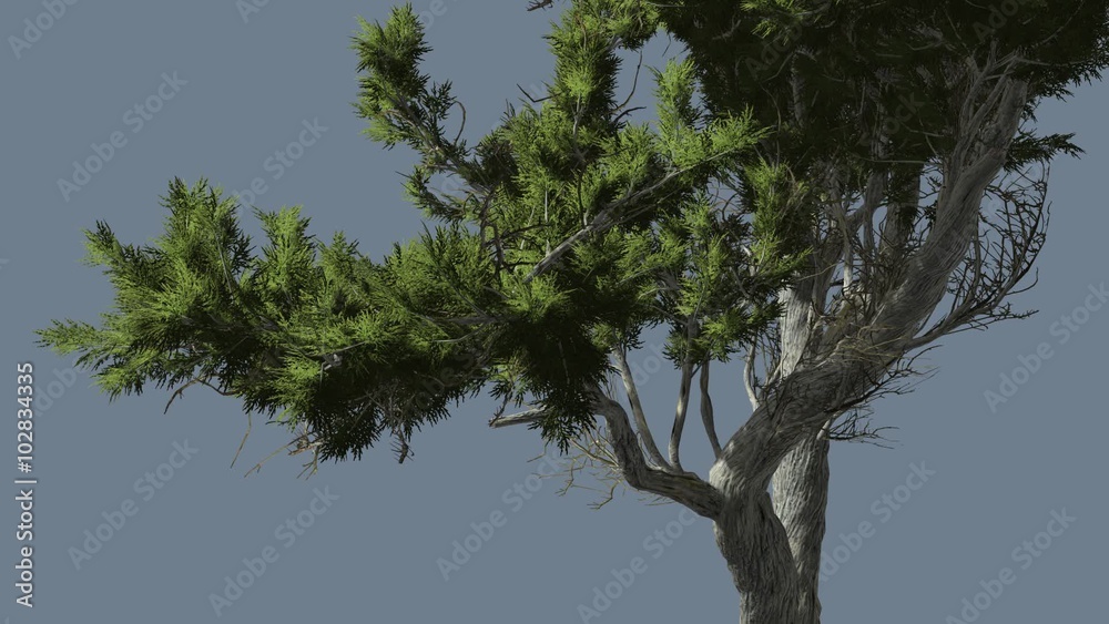 Monterey Cypress Curved Trunk And Branches Coniferous Evergreen Tree is Swaying at The Wind Green Scale-Like Leaves Hesperocyparis Macrocarpa Windy Monterey Cypress Curved Trunk And Branches Coniferous Evergreen Tree is Swaying at The Wind Green Scale-Like Leaves Hesperocyparis Macrocarpa Windy