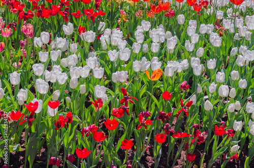 Fototapeta Naklejka Na Ścianę i Meble -  beautiful bouquet of tulip, selective focus