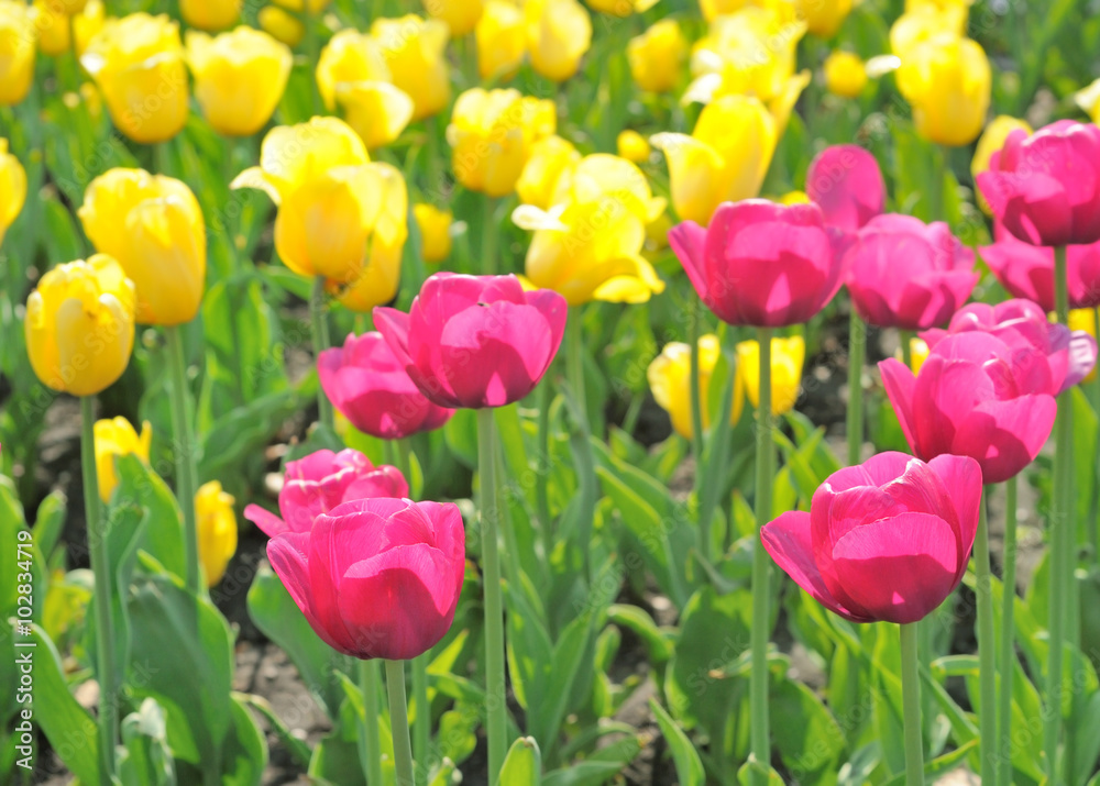 Field of  beautiful tulips