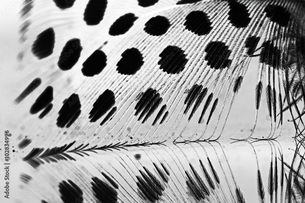 Abstract composition with guinea hen feather Abstract composition with guinea hen feather