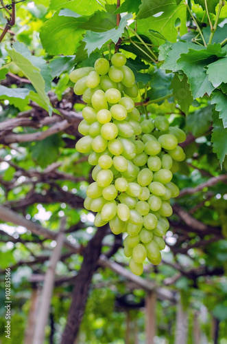 Wallpaper Mural Grape in garden Torontodigital.ca