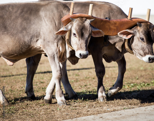 team of oxen