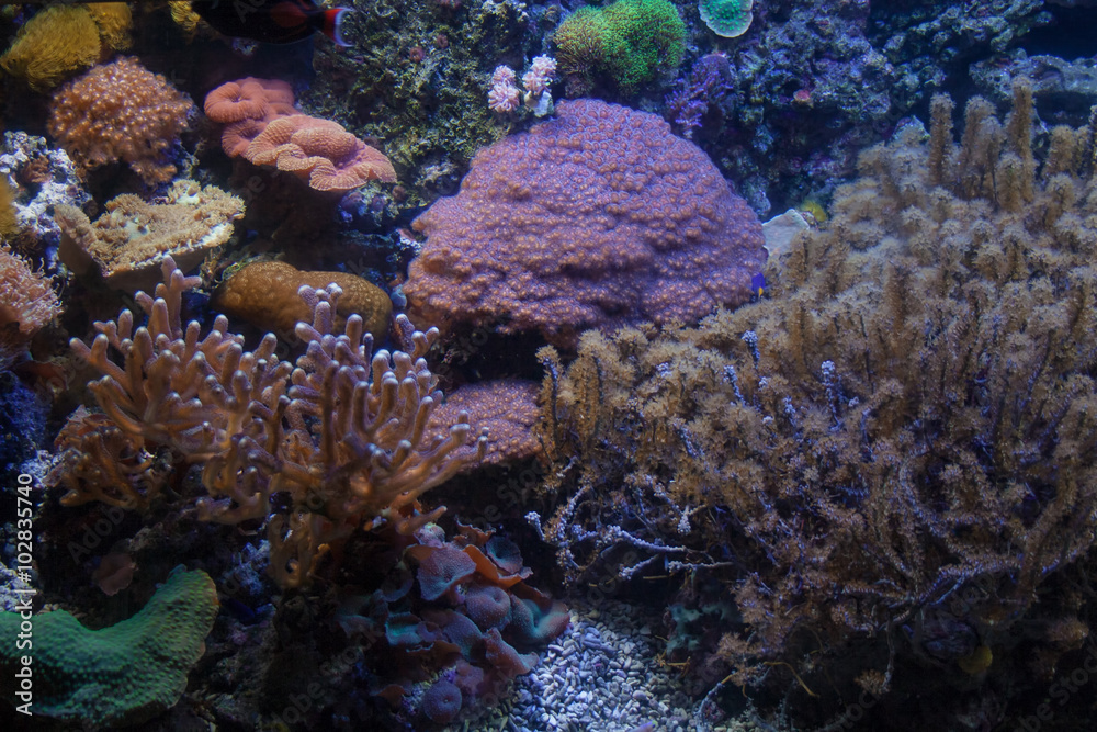 Obraz premium Undersea world