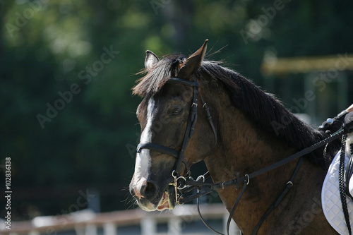 Purebred horse portrait during show jumping competition © acceptfoto