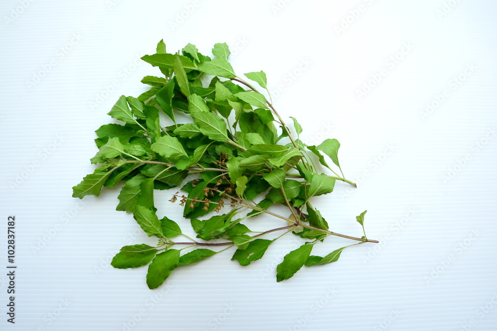 Obraz premium Basil leaves
