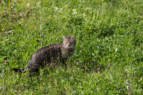 cat adult summer grass greens tricky © kapralov